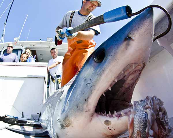 Cape Cod shark fishing