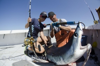sharkRates sharkRates